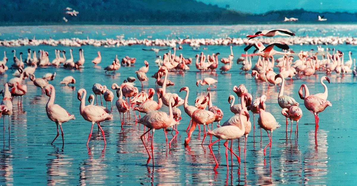 Фламингота - сафари в кения