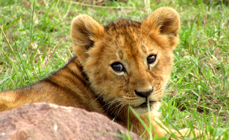 Симба на сафари в кения