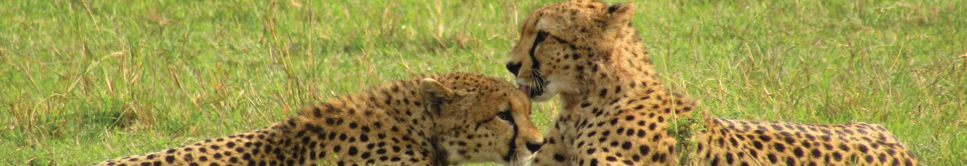 леопарди по време на сафари в кения